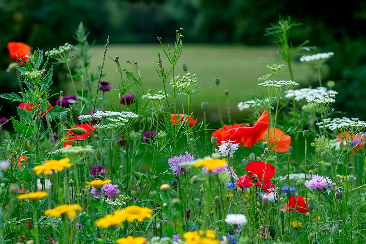 Biodiversitet i haven Sådan får du mere biodiversitet i haven